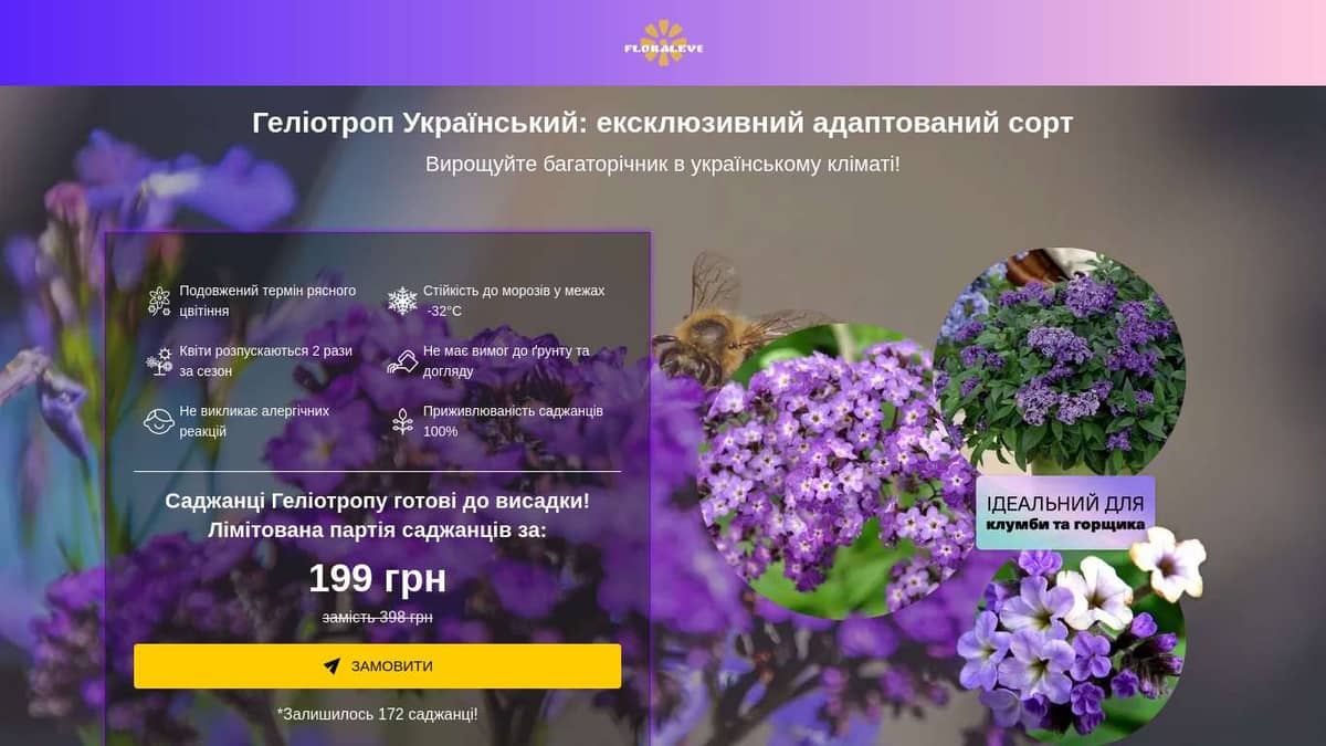 Ексклюзив! Саджанці Геліотропу зі ЗНИЖКОЮ