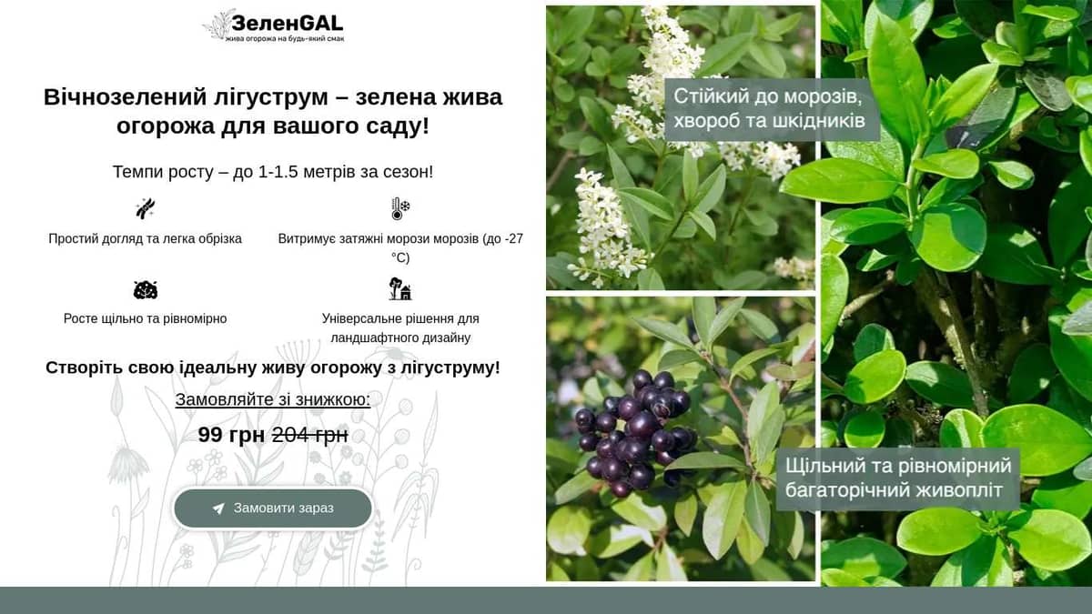 Вічнозелений лігуструм для вашої живої огорожі!