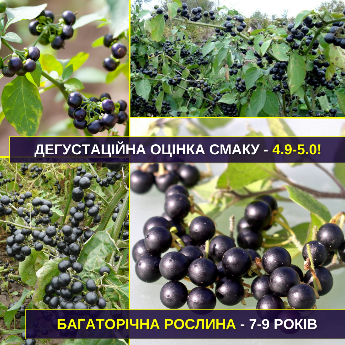 Заголовок