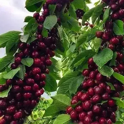 <strong>Orange</strong><br>