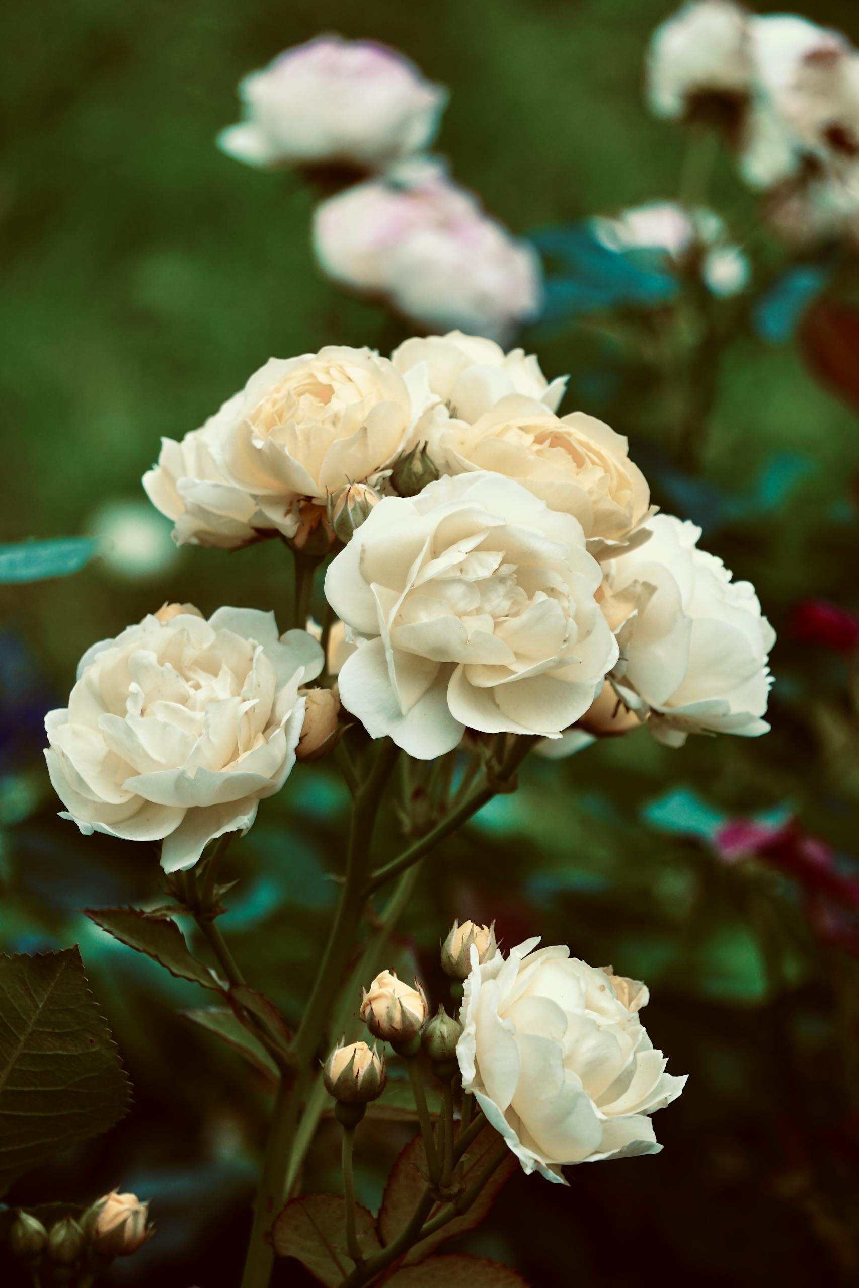 Рясне цвітіння троянди Фаворітен вже з другого року